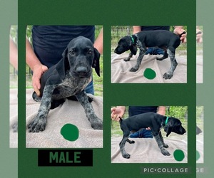 German Shorthaired Pointer Puppy for sale in LAKE BUTLER, FL, USA