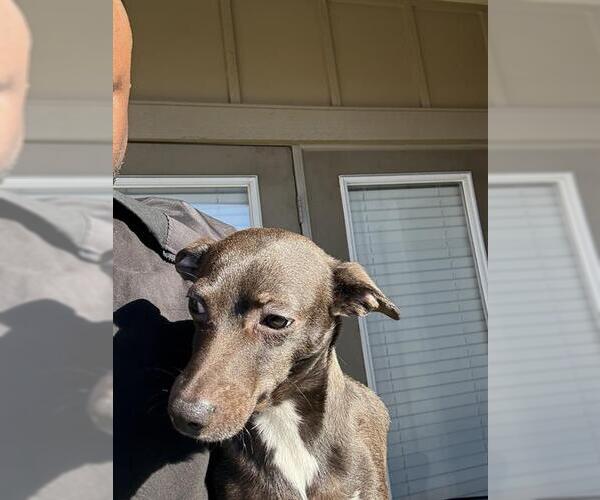 Medium Photo #1 Chihuahua-Unknown Mix Puppy For Sale in San Antonio, TX, USA