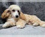 Small #2 Poodle (Toy)