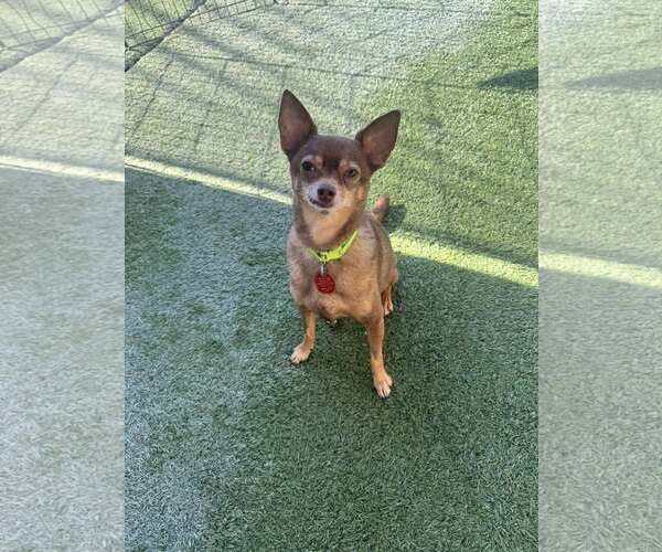 Medium Photo #3 Chihuahua-Unknown Mix Puppy For Sale in Tempe , AZ, USA