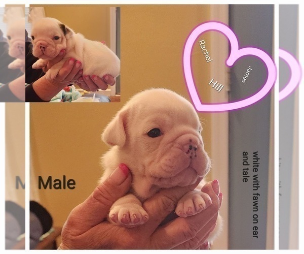 Medium Photo #2 Bulldog Puppy For Sale in GOLDSBORO, NC, USA