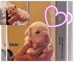 Small Photo #2 Bulldog Puppy For Sale in GOLDSBORO, NC, USA