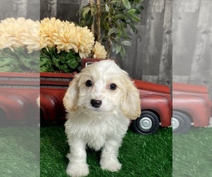 Cavachon Puppy for sale in CANOGA, NY, USA