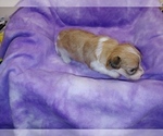 Small Photo #13 Havachon Puppy For Sale in WINSTON SALEM, NC, USA