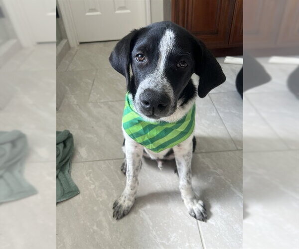 Medium Photo #1 Labrador Retriever-Unknown Mix Puppy For Sale in Houston, TX, USA