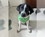 A663705 - Male Labrador Retriever-Unknown Mix Dog for Adoption - Small photo