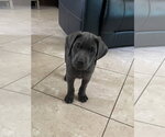 Small #1 Labrador Retriever Mix