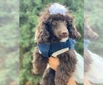 Small Photo #5 Poodle (Toy) Puppy For Sale in PALO ALTO, CA, USA