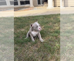 Medium American Bully