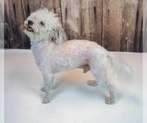 Neo - Male Poochon Dog for Adoption - Photo #4