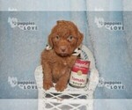 Small Photo #18 Aussiedoodle-Poodle (Toy) Mix Puppy For Sale in SANGER, TX, USA
