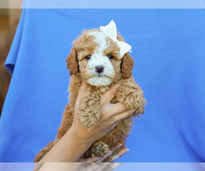 Cavapoo (Miniature) Puppy for sale in LIBERTY, KY, USA