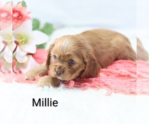 Medium Photo #5 Cocker Spaniel Puppy For Sale in LOYAL, WI, USA