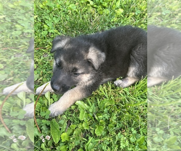 Medium Photo #6 German Shepherd Dog Puppy For Sale in ARMSTRONG, MO, USA