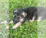 Small #5 German Shepherd Dog