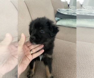F2 Aussiedoodle-Miniature Australian Shepherd Mix Puppy for sale in ASHUELOT, NH, USA