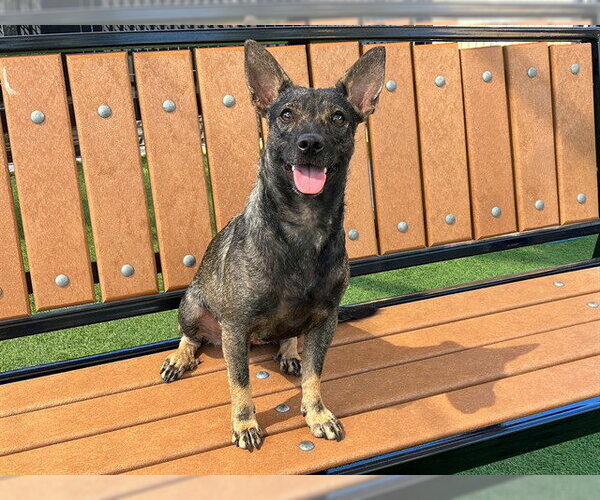 Medium Photo #5 Chihuahua-Unknown Mix Puppy For Sale in Orange, CA, USA