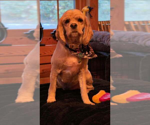 Medium Photo #3 Cocker Spaniel Puppy For Sale in Aurora, IN, USA