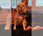 Small Photo #3 Cocker Spaniel Puppy For Sale in Aurora, IN, USA