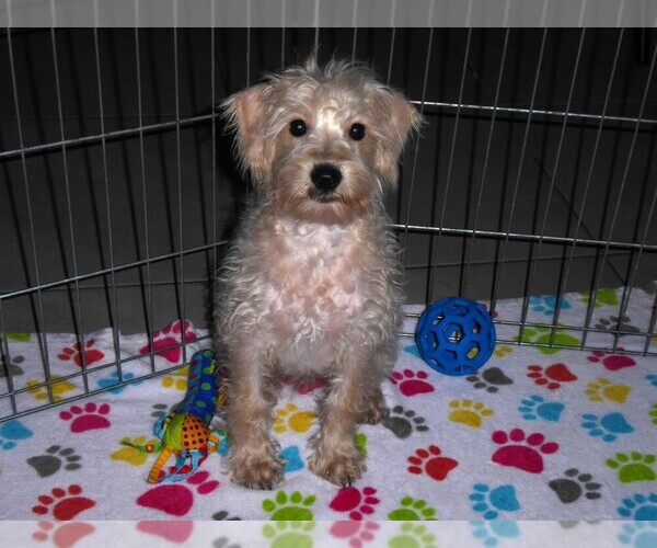 Medium Photo #11 Schnoodle (Miniature) Puppy For Sale in ORO VALLEY, AZ, USA