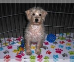 Small #10 Schnoodle (Miniature)