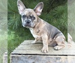 Small French Bulldog