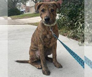 Plott Hound-Unknown Mix Dogs for adoption in San Antonio, TX, USA