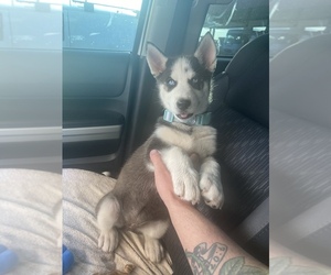 Siberian Husky Puppy for sale in COBURG, OR, USA
