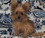 Puppy 1 Yoranian