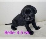 Puppy 4 Labrador Retriever