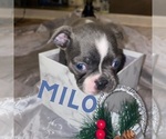 Small Photo #1 Faux Frenchbo Bulldog Puppy For Sale in NEWARK, DE, USA
