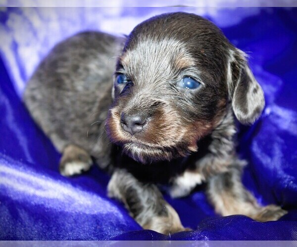 Medium Photo #1 Dachshund Puppy For Sale in BLMGTN, IN, USA