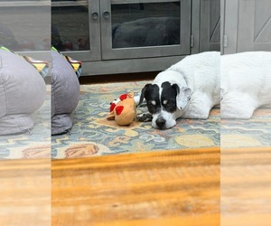 Bunny Athens - Female Beagle-Unknown Mix Dog for Adoption - Photo #7