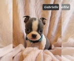 Small Photo #16 Boston Terrier Puppy For Sale in MINERAL WELLS, WV, USA