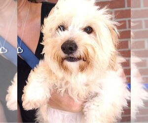 Maltese Dogs for adoption in Carrollton, TX, USA