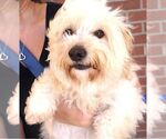 Small Maltese