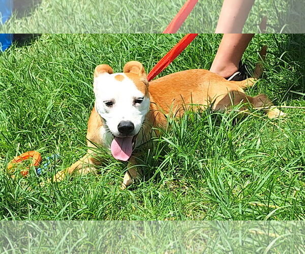 Medium Photo #1 Mutt Puppy For Sale in Wetumpka, AL, USA