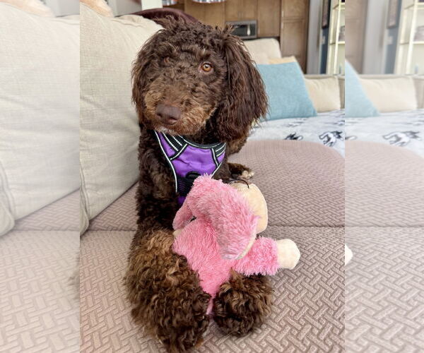 Medium Photo #3 Mutt Puppy For Sale in St. Louis Park, MN, USA