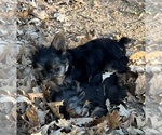 Litter of 4 - Male(s) and Female(s) Yorkshire TerrierLitter of Puppies for Sale - Photo #14