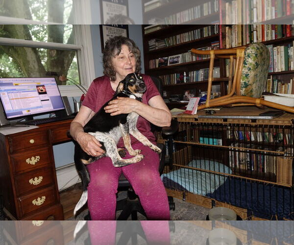 Medium Photo #6 Beagle-Unknown Mix Puppy For Sale in Doylestown, PA, USA