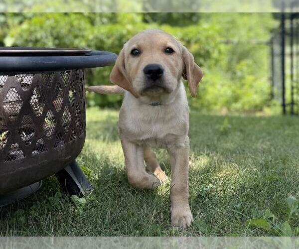 Medium Photo #4 Labrador Retriever Puppy For Sale in EAGAN, MN, USA