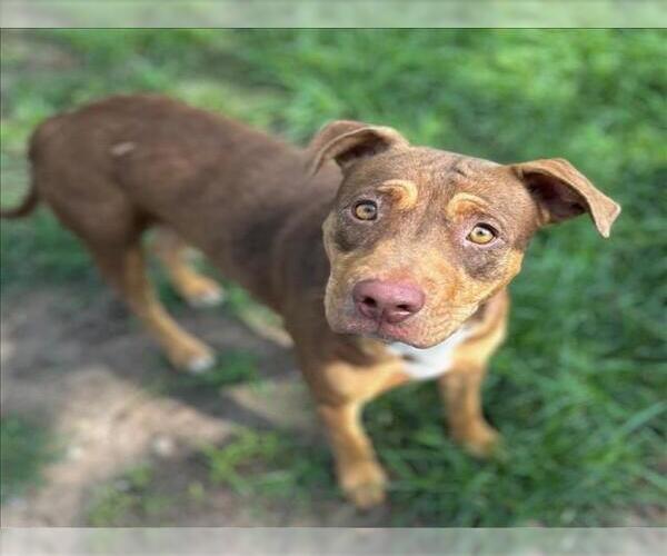 Medium Photo #1 Labrador Retriever-Unknown Mix Puppy For Sale in Conroe, TX, USA