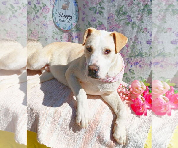 Medium Photo #7 Labrador Retriever-Unknown Mix Puppy For Sale in Apple Valley, CA, USA