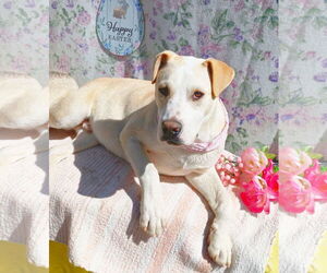 Jingles-his BFF is Baby Girl - Male Labrador Retriever-Unknown Mix Dog for Adoption - Photo #7
