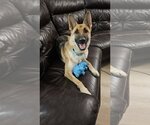 Small Photo #1 German Shepherd Dog Puppy For Sale in Roseville, MN, USA