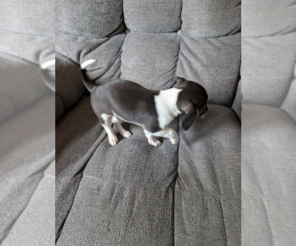 Medium Photo #3 Chiweenie Puppy For Sale in CAMANO ISLAND, WA, USA
