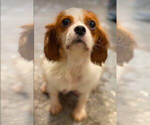 Cavalier King Charles Spaniel Dogs for adoption in Lewistown, PA, USA
