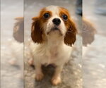 Small Cavalier King Charles Spaniel
