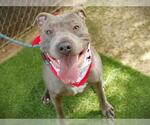 Small Blue Lacy Mix