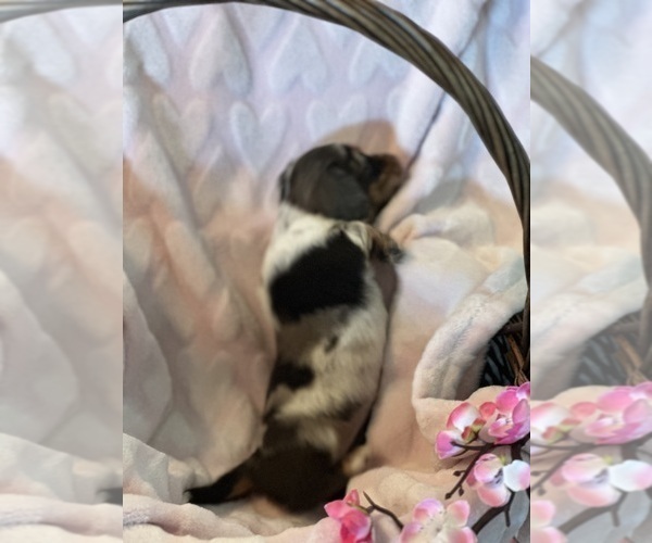 Medium Photo #3 Dachshund Puppy For Sale in MURFREESBORO, TN, USA